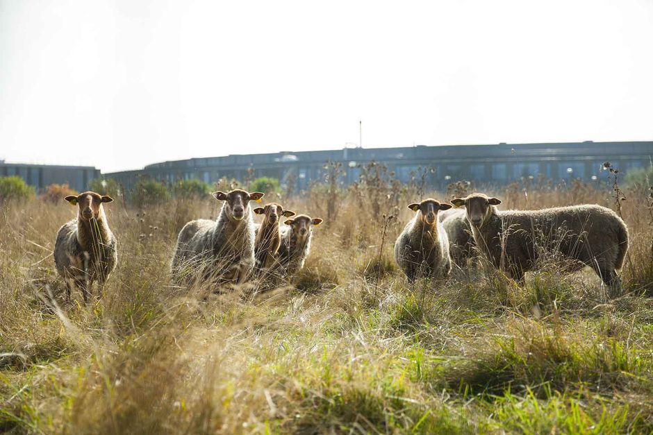Les moutons broutent l'herbe devant le Synchrotron - Agrandir l'image, . 0octets (fenêtre modale)